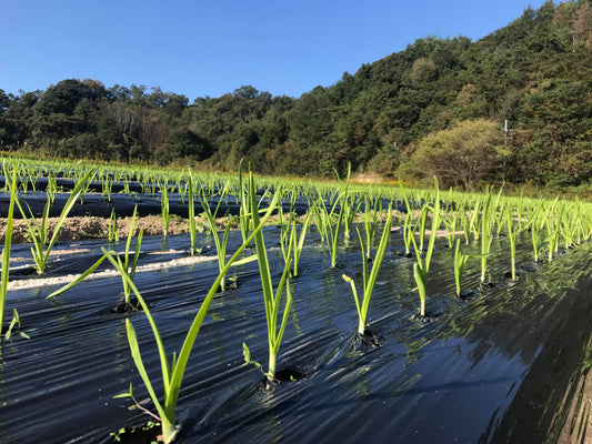 植え付け完了しました！（2019年）