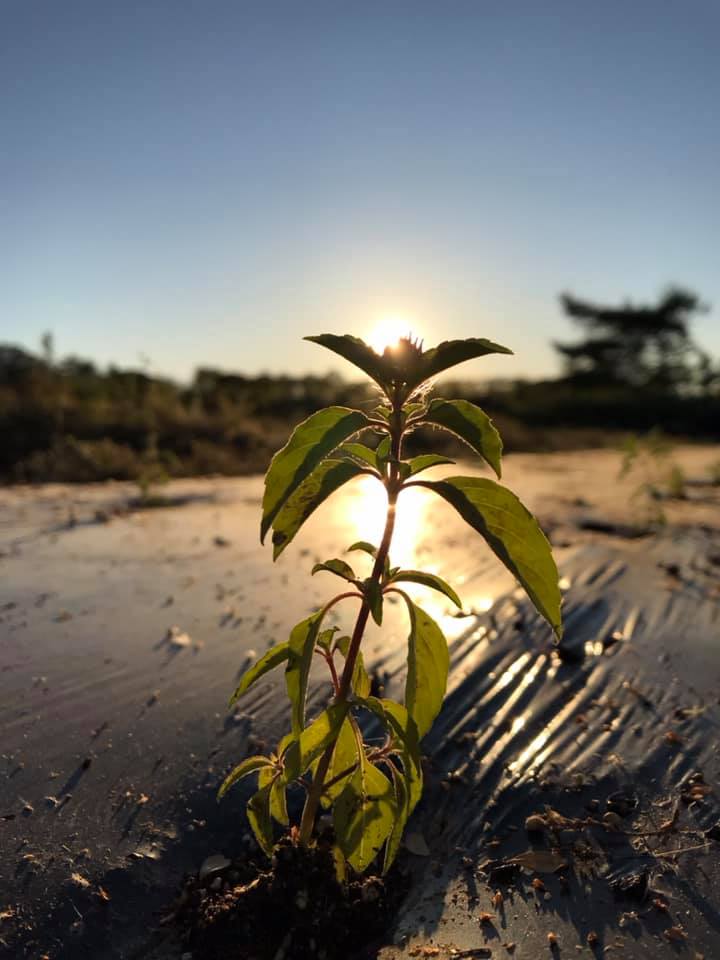 ホーリーバジル植え付け完了🌱