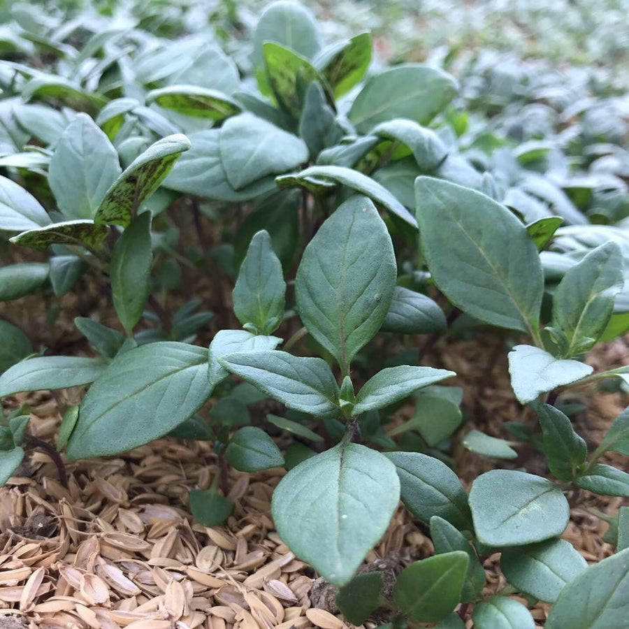ホーリーバジルの苗を育てています🌱
