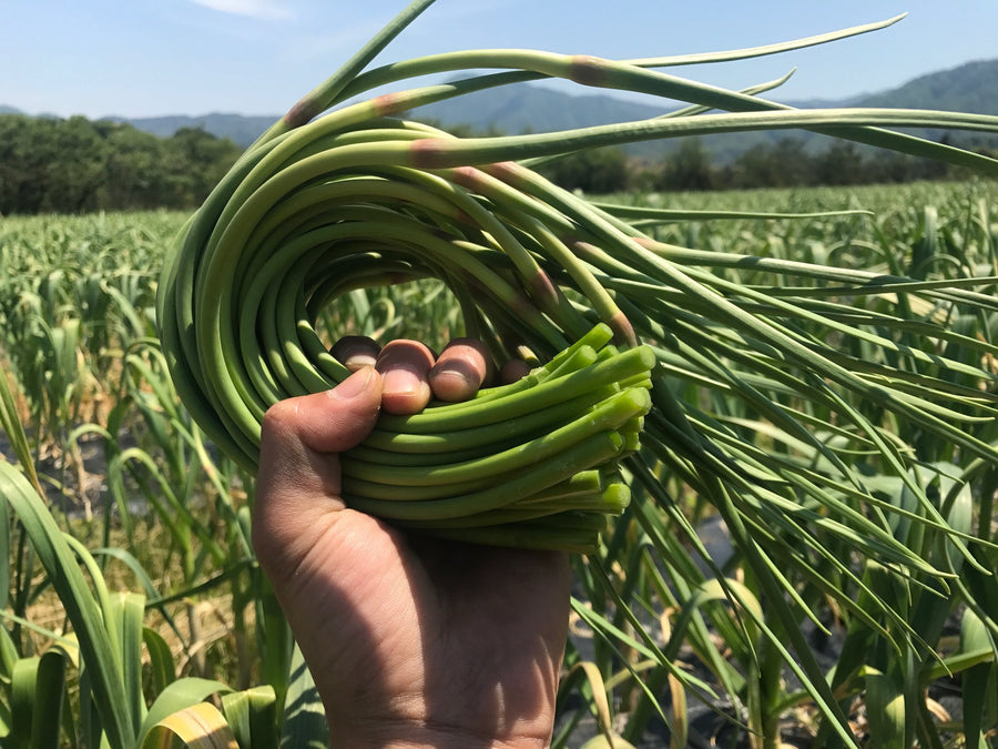 今が旬！にんにくの芽をお届けします♪