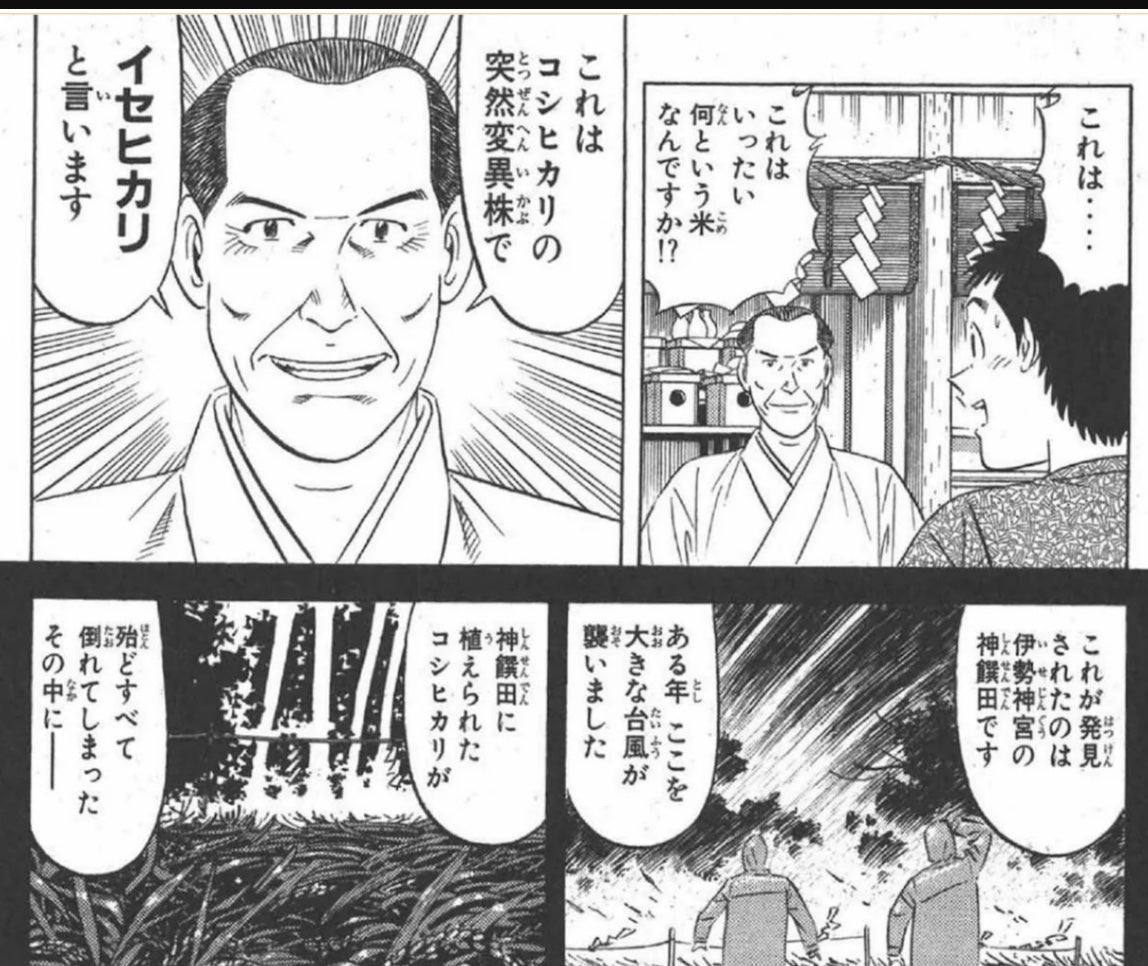 イセヒカリ誕生秘話（漫画『将太の寿司』より・伊勢神宮神饌田でのコシヒカリ突然変異発見エピソード）